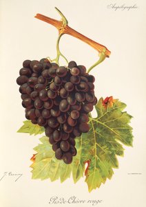 Pis-de-Chevre Uva vermelha de J. Troncy de Jules Troncy