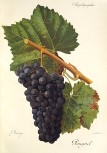Uva Pougnel de J. Troncy de Jules Troncy