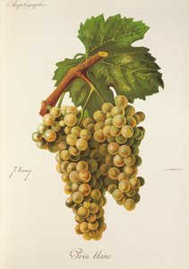 Uva Prin Blanc de J. Troncy de Jules Troncy