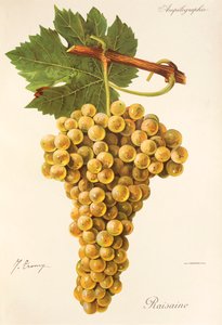 Uva Raisaine por J. Troncy de Jules Troncy