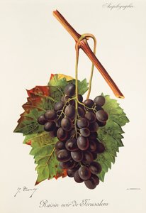 Uva Raisin Noir de Jerusalem por J. Troncy de Jules Troncy