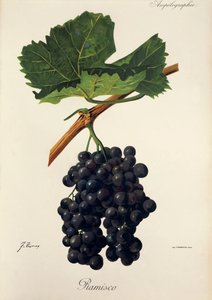 Uva Ramisco por J. Troncy de Jules Troncy