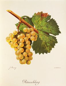 Uva Rauschling de J. Troncy de Jules Troncy