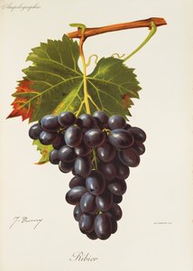 Uva Ribier de J. Troncy de Jules Troncy