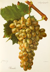 Uva Rosaki de J. Troncy de Jules Troncy