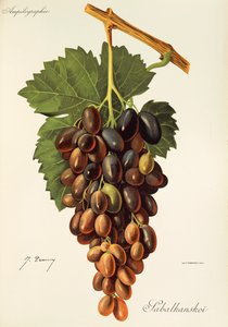 Uva Sabalkanskoi de J. Troncy de Jules Troncy