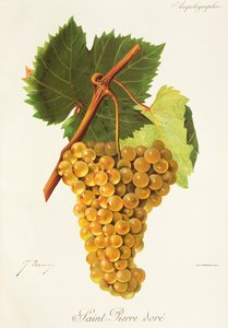 Uva Saint-Pierre Dore