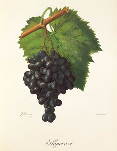 Uva Saperavi de J. Troncy de Jules Troncy
