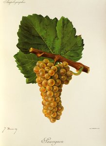 Uva Sauvignon por J. Troncy de Jules Troncy