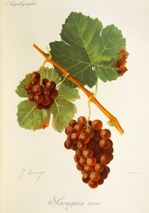 Uva Savagnin Rose de J. Troncy de Jules Troncy