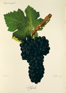 Uva Syrah por J. Troncy