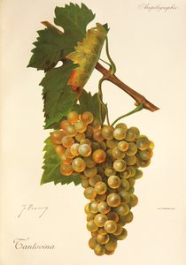 Tantovina grape by J. Troncy de Jules Troncy