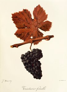 Uva Dyer Female por J. Troncy de Jules Troncy