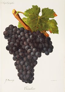 Uva Teoulier de J. Troncy de Jules Troncy