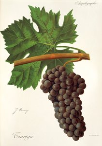 Uva Touriga de J. Troncy de Jules Troncy