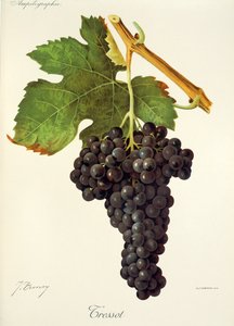 Uva Tressot por J. Troncy de Jules Troncy