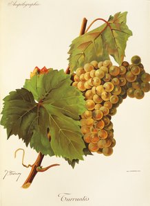 Uva Turruntes por J. Troncy de Jules Troncy