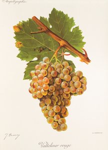 Uva Valteliner Rouge de J. Troncy de Jules Troncy