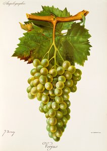 Uva Verjus por J. Troncy de Jules Troncy