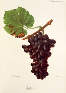 Uva Zitania por J. Troncy de Jules Troncy