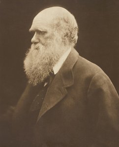 Charles Darwin, c. 1868, impresso em 1875. de Julia Margaret Cameron