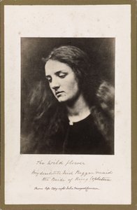 A Flor Selvagem de Julia Margaret Cameron
