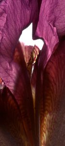 Iris Shrine Purple, 2011, (digital photogram, impressão digital original)