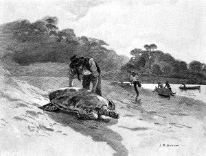 Captura de tartarugas, 1886. de Julian Ashton