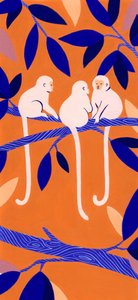 Macacos-de-árvore coloridos