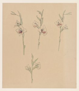 Estudos de flores de Julie de Graag