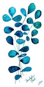 Folhas de eucalipto azuis de Julija Belickienė