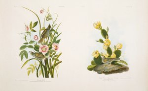 Seaside Finch - Grass Finch, ou Bay-Winged Bunting, após &39;Birds of America&39; de JJ Audubon