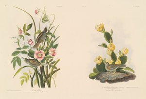 passarinho à beira-mar; e Grafs Finch ou Bay-Winged Bunting de Julius Bien after John James Audubon