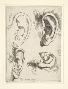 Estudos de Quatro Orelhas de Jusepe de Ribera