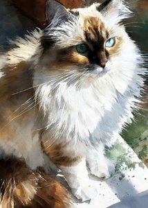 Gato de olhos brilhantes pintado em aguarela de Justyna Jaszke
