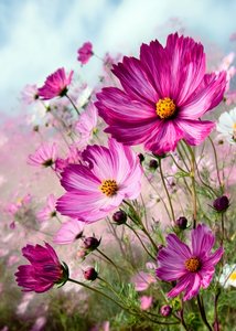 Cosmos Rosa Vibrante de Justyna Jaszke
