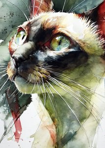 O olhar vibrante do gato siamês de Justyna Jaszke