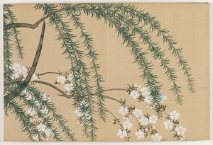 Flores de Cem Mundos (Momoyogusa): Salgueiro e Cerejeira (Yanagizakura)