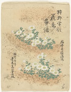 Índice Esboços de flores e pássaros por Kano Tsunenobu (título da série) Kano Tsunenobu kacho gafu (título da série no objeto) de Kano Tsunenobu