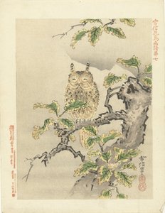 Coruja sobre ramo
Esboços de flores e aves de Kano Tsunenobu (título da série)
Kano Tsunenobu kacho gafu (título da série sobre o objecto) de Kano Tsunenobu