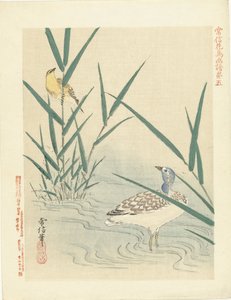 Ave aquática que observa pássaros amarelos
Esboços de flores e aves de Kano Tsunenobu (título da série)
Kano Tsunenobu kacho gafu (título da série sobre o objecto)