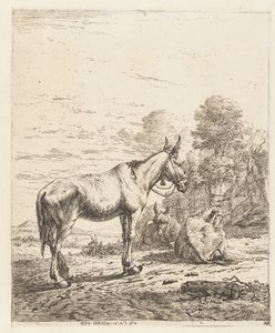 Mula com sino no cabresto e dois burros deitados