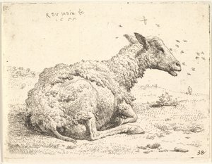 Ovelha parcialmente tosca, deitada na grama, com insetos pairando ao redor de sua cabeça, 1655.