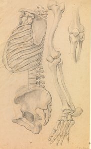 Coluna com tórax e pelve, perfil para a esquerda; também ossos da perna esquerda do quadril à ponta do dedo do pé e detalhe de um joelho. (1662?).
