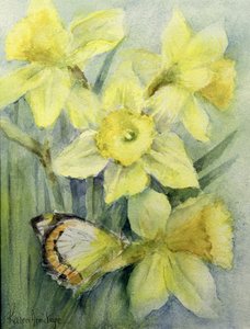 Delias Mysis (Union Jack) borboleta em narcisos