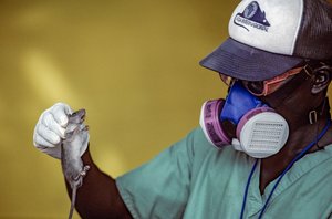 Técnico de laboratório segura um rato de Lassa e usa uma máscara facial para evitar contrair a febre de Lassa.