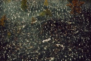 Renas contaminadas pela radiação de Chernobyl (foto)