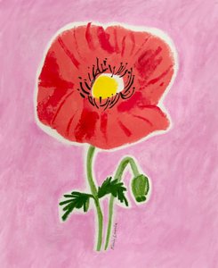 Flor de papoila vermelha