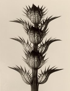Acanto (Acanthus mollis) de Karl Blossfeldt
