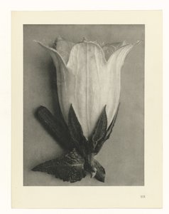 Estudos Fitossanitários
Arquétipos de Arte: Imagens de plantas fotográficas (título da série) de Karl Blossfeldt